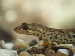 Sardinian Mountain Newt photo 5