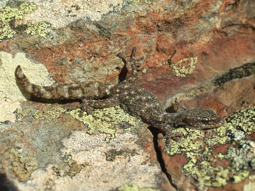 European leaf-toed gecko, Euleptes europaea