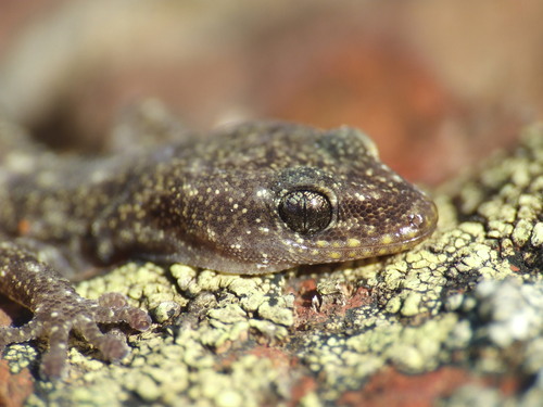European Leaf-toed Gecko