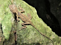 Acanthosaura lepidogaster