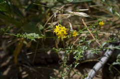 Lessingia glandulifera