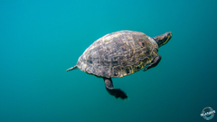 Trachemys venusta cataspila