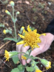 Arnica spathulata
