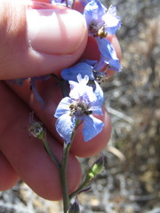 Delphinium parishii