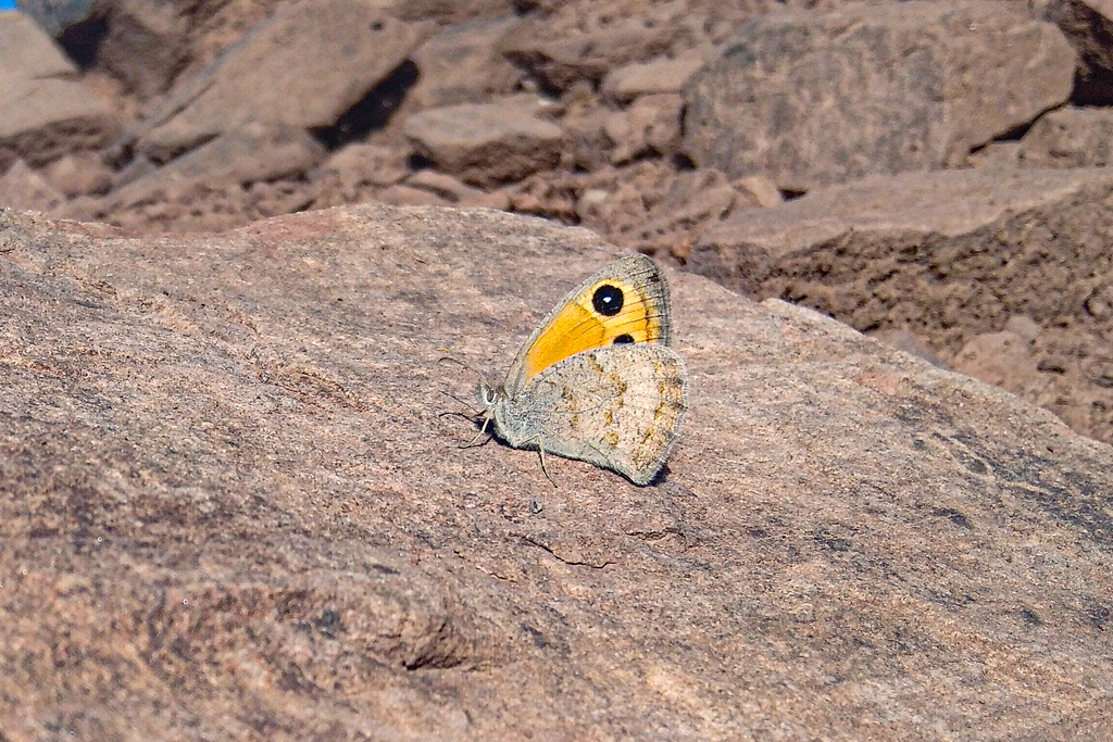 Hyponephele maroccana
