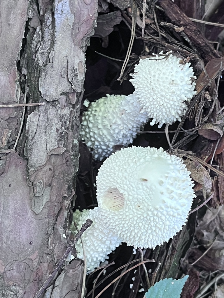 Amanita virgineoides · July 2024 · photo: © martin_masashi (iNaturalist, cc-by)
