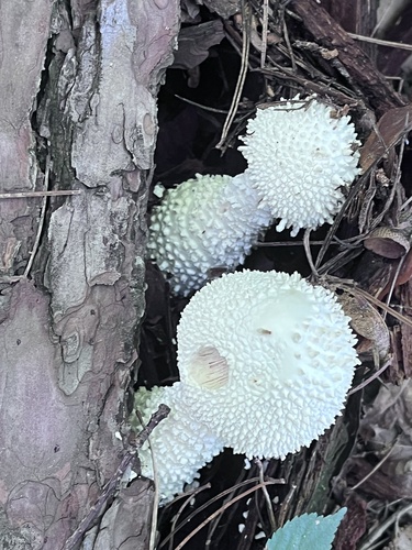 Amanita virgineoides