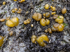 Leathesia marina