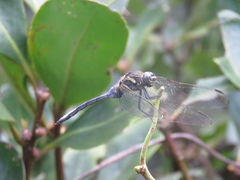 Orthetrum poecilops