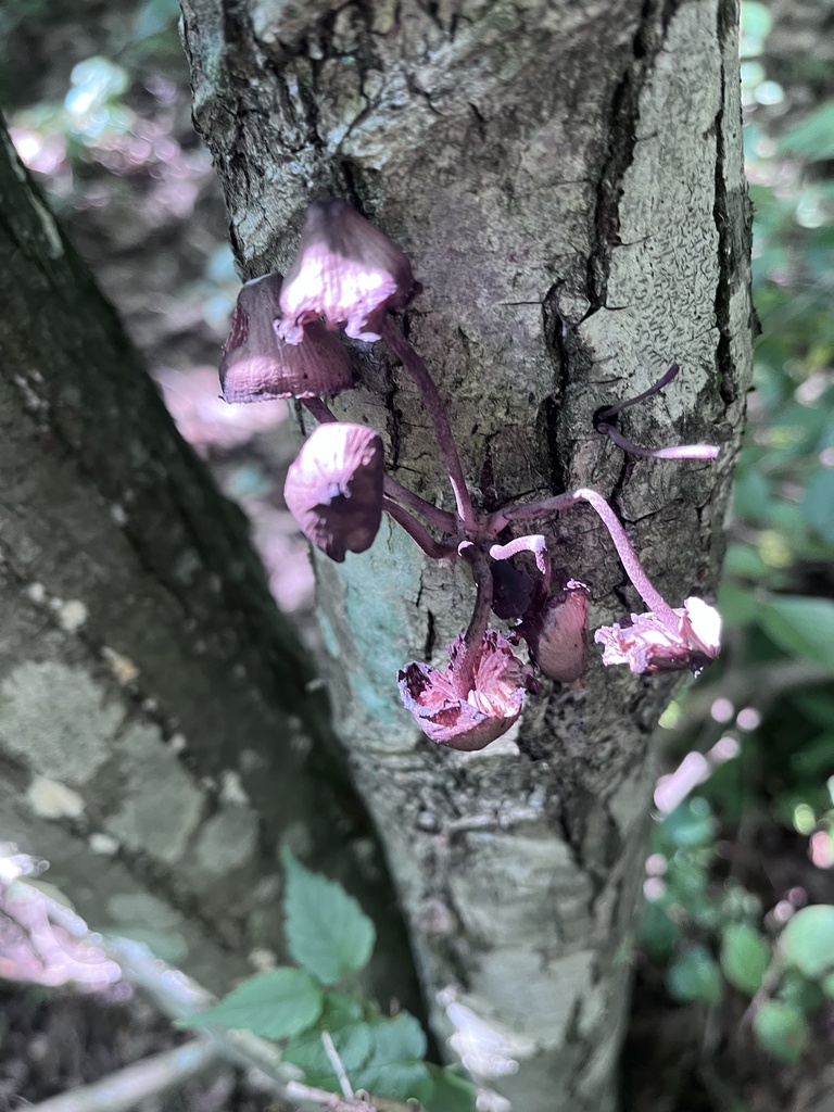 Mycena haematopus · July 2024 · photo: © martin_masashi (iNaturalist, cc-by)