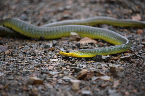 Common Tree Snake sighting