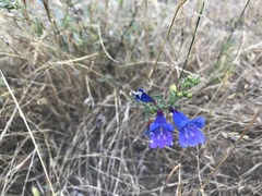 Penstemon heterophyllus purdyi