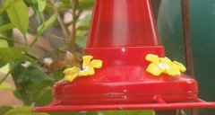 Selasphorus rufus