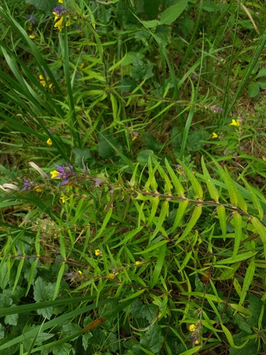 Purple Spider (Melampyrum subalpinum)