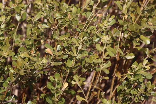 Image of Psoralea polysticta by (c) Tony Rebelo, some rights reserved (CC BY-SA)