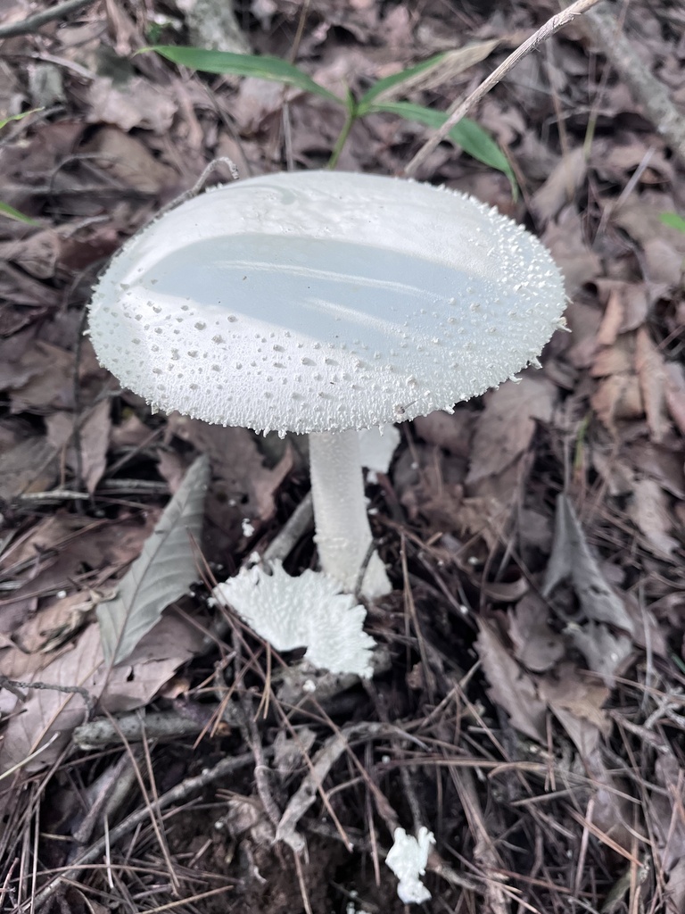Amanita virgineoides · July 2024 · photo: © martin_masashi (iNaturalist, cc-by)