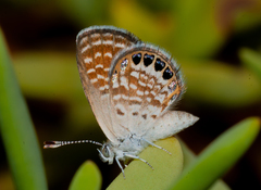 Brephidium exilis isophthalma