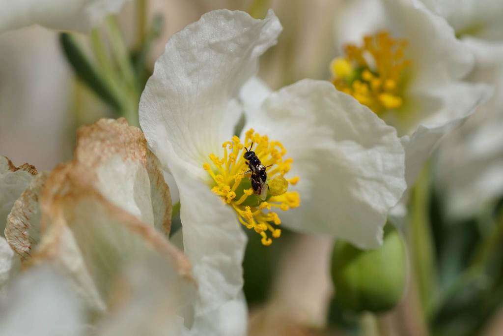 Macroterella