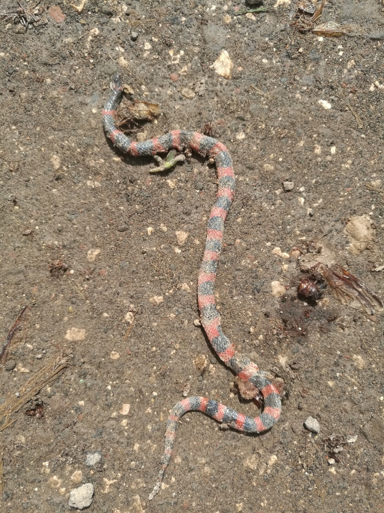 Coral Earth Snake