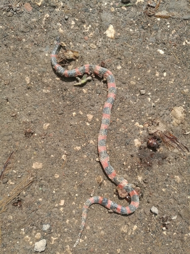 Coral Earth Snake