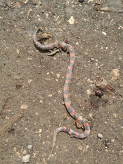 Geophis semidoliatus