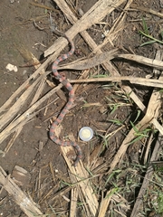 Geophis semidoliatus