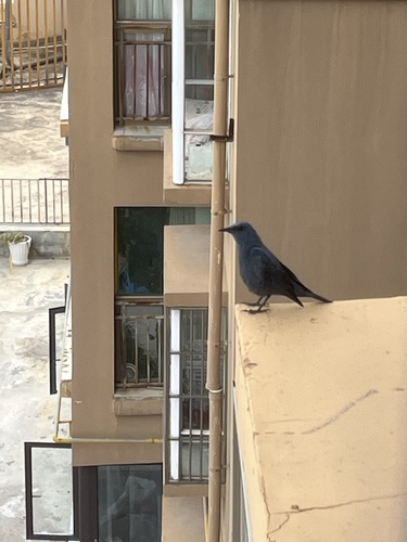 Blue Rock-Thrush