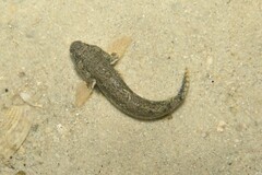 Brown Drombus photo 3