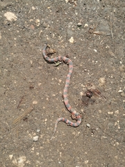 Geophis semidoliatus