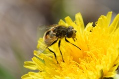 Eristalis brousii