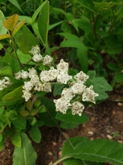 Parthenium integrifolium