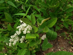 Parthenium integrifolium