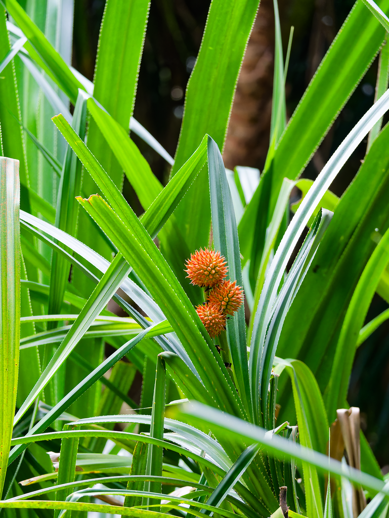 Benstonea affinis