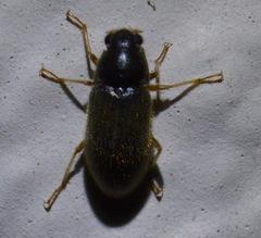 Dryopidae