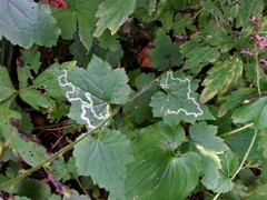 Phytomyza tiarellae
