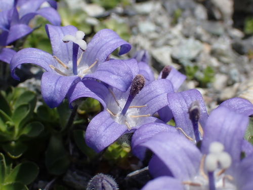Image of Campanula cenisia by (c) Sylvain Eichhorn, some rights reserved (CC BY)