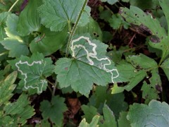 Phytomyza tiarellae