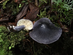 Entoloma medianox