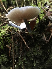 Entoloma medianox
