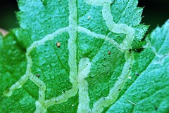 Phytomyza tiarellae