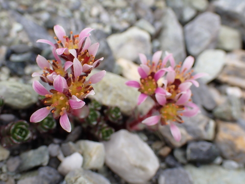 Image of Saxifraga biflora by (c) Sylvain Eichhorn, some rights reserved (CC BY)