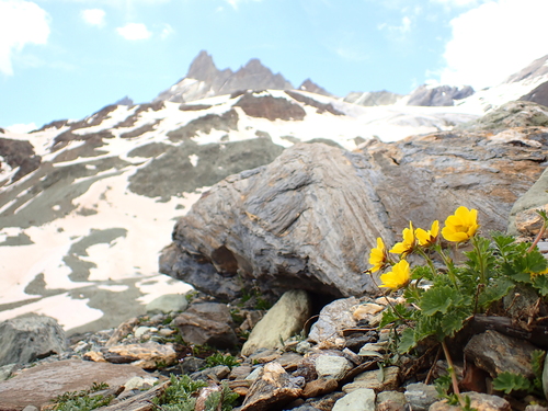 Geum reptans (Geum reptans)