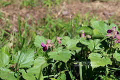 Proboscidea louisianica fragrans