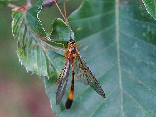 Stauropoctonus bombycivorus