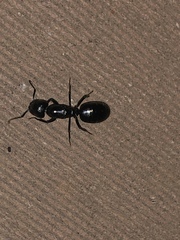 Camponotus laevigatus