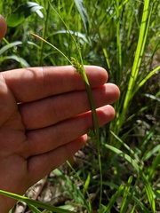 Carex conoidea