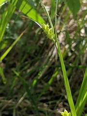Carex conoidea
