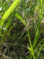 Carex conoidea