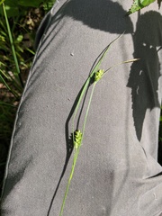 Carex conoidea