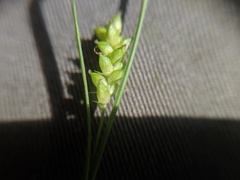 Carex conoidea